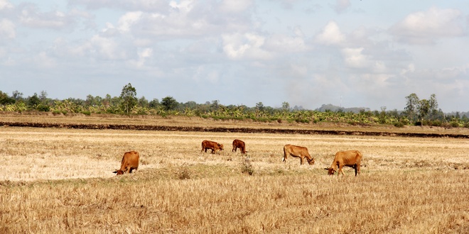 Đàn bò tìm cỏ trên cánh đồng nắng Trà Cú khô khốc.