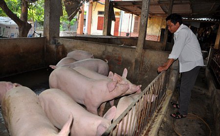 Người nuôi lợn tại các xã của huyện Văn Giang (Hưng Yên) điêu đứng vì Trung Quốc dừng mua đẩy giá lợn “tột dốc không phanh”. Ảnh: Trần Quang