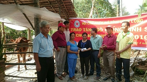 Vận động hỗ trợ bò sinh sản giúp hộ nghèo xã Hậu Lộc (Tam Bình).