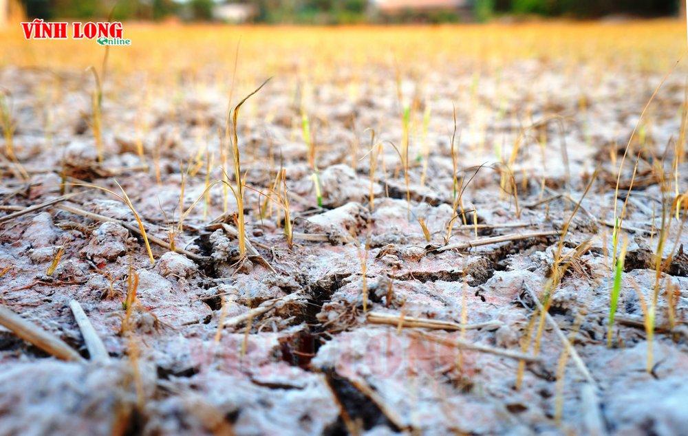 Những nền ruộng khô hạn, lúa chết khô cũng vì “biết nước nhiễm mặn nên không thả nước vào”.