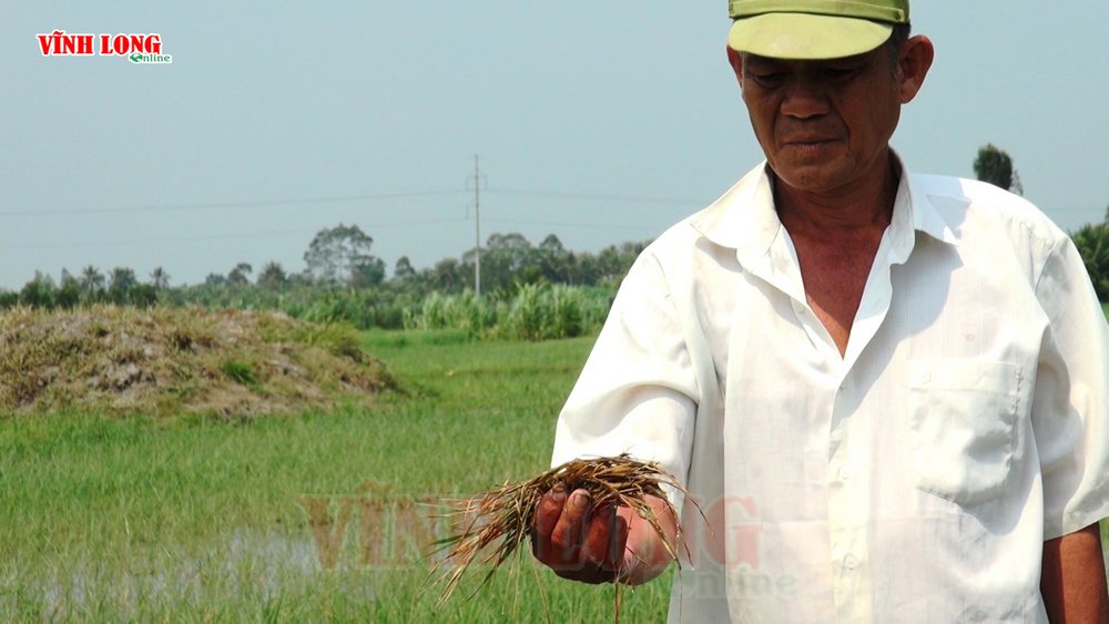 Thối rễ, lúa không phát triển, nông dân tại xã Tích Thiện thất thu.