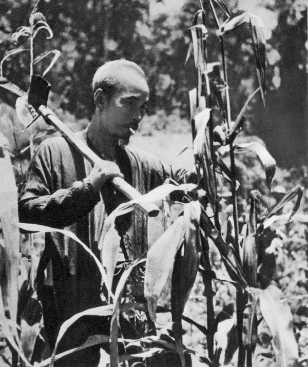  Bác cùng đồng bào, chiến sĩ tăng gia sản xuất trồng lúa trồng ngô