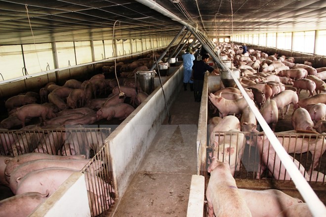 Trang trại nuôi lợn hợp đồng nuôi gia công cho Công ty Cổ phần Chăn nuôi C.P Việt Nam tại Tây Ninh. (Ảnh: Lê Đức Hoảnh/TTXVN)