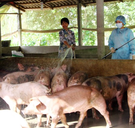 Người chăn nuôi đã có ý thức “nói không với sử dụng chất cấm” trong chăn nuôi.