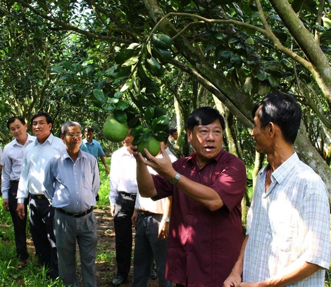 Tham quan vườn bưởi của anh Phạm Văn Vĩnh ở xã Mỹ Hòa