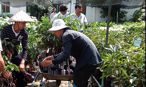 Nông dân đến nhận cây giống tại Công ty TNHH Nông trang Island. 