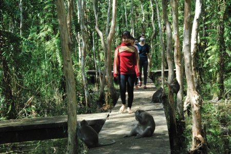 Những chiếc cầu xuyên rừng đưa du khách đi tham quan rừng tràm.
