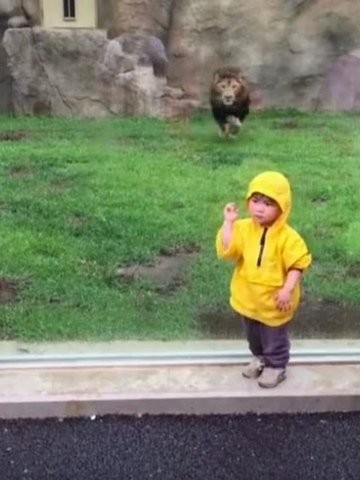 Con sư tử lao sầm sập về phía cậu bé 2 tuổi