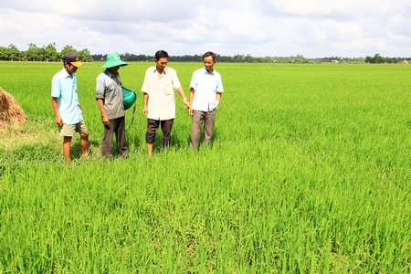 Hiện 100% diện tích đất sản xuất lúa trên địa bàn ấp đều tham gia cánh đồng mẫu lớn.
