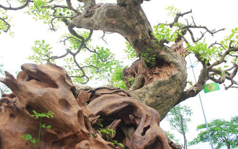 Cây gỗ Trắc có tuổi đời vào khoảng 300 năm, có nguồn gốc từ Bình Định hiện đang thuộc sở hữu của một nghệ nhân ở Phú Thọ. Cây cảnh này được nhiều người mua định giá vào khoảng 3 tỷ đồng