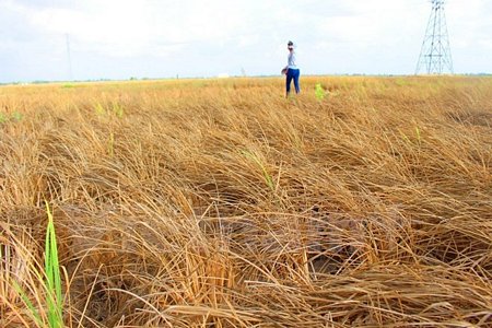 Nhiều cánh đồng lúa ở Đồng bằng sông Cửu Long bị chết do khô mặn lịch sử. (Ảnh: Hùng Võ/Vietnam+)
