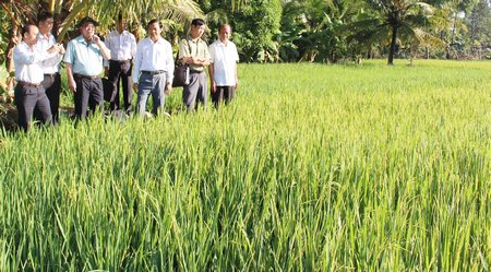 Đoàn khảo sát của Tỉnh ủy đến tham quan mô hình trồng lúa hữu cơ ở xã Mỹ Lộc.