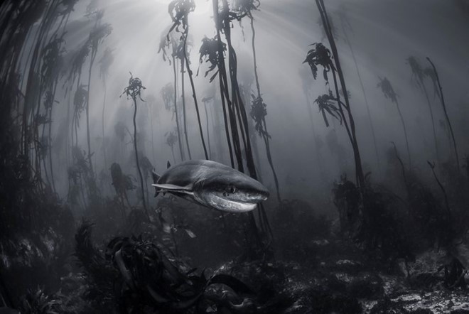 Cá mập bảy mang tại một khu rừng tảo bẹ ngoài bờ biển Simonstown, gần thủ đô lập pháp Cape Town, Nam Phi. Ảnh: Tracey Jennings.