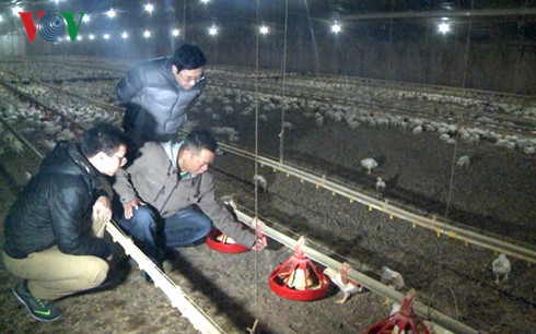 Phóng viên VOV tìm hiểu về trang trại gà của anh Tuấn.