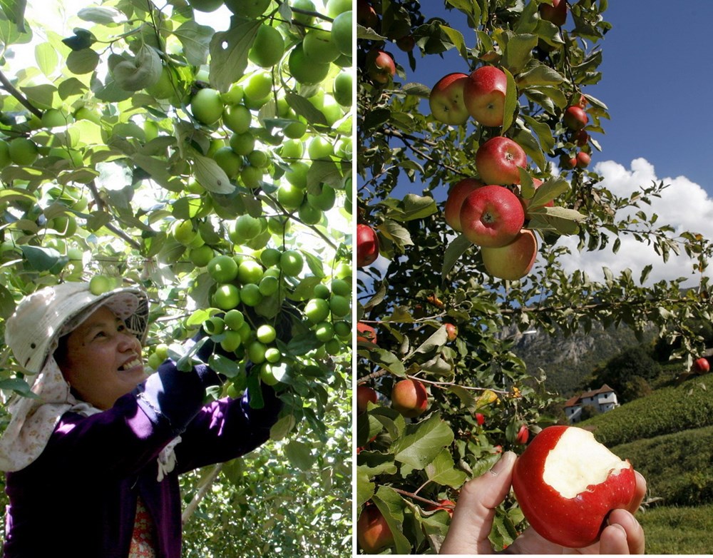 Có lẽ điểm khác biệt nhất giữa táo ta (ảnh: Đình Huệ/TTXVN) và táo Thụy Sĩ (nguồn: EPA) là ở màu sắc và kích thước.