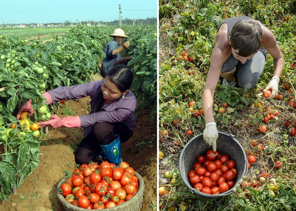 Cảnh thu hoạch cà chua tại Nghệ An (ảnh: Lan Xuân/TTXVN) nhìn không có nhiều khác biệt với mùa thu hoạch tại Ba Lan (nguồn: EPA)