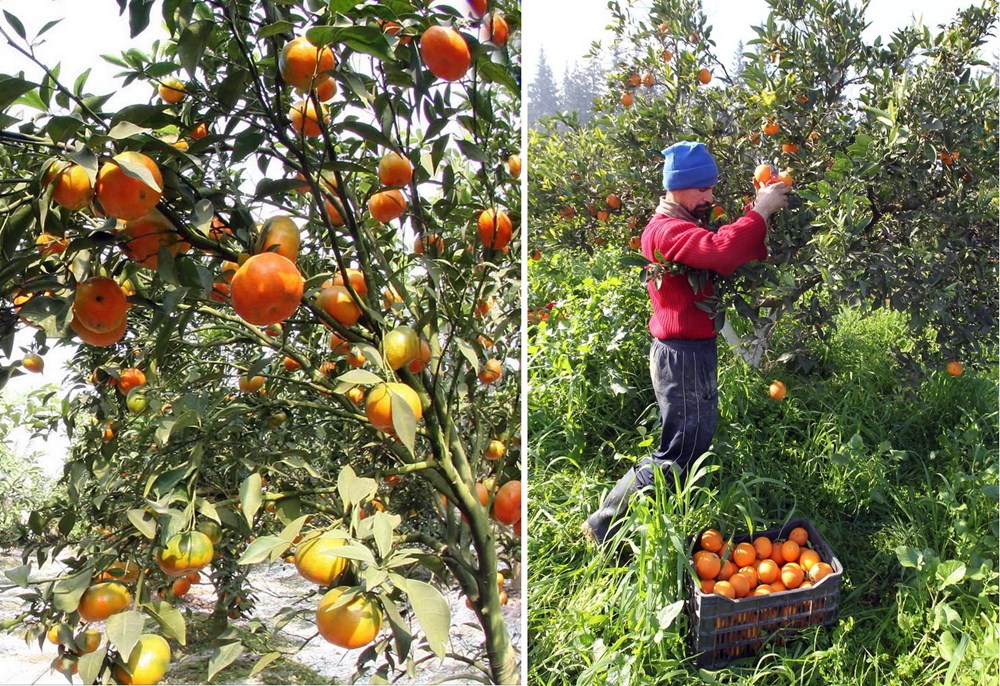 Những cây cam trĩu quả tại Hà Nội (ảnh: Đình Huệ/TTXVN) và cảnh thu hoạch cam tại Algeria (nguồn: EPA)