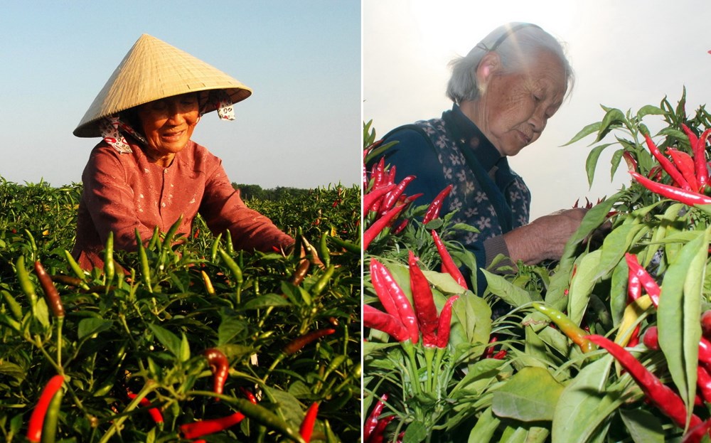 Sự tương đồng giữa hai người phụ nữ già bên những chùm ớt chín đỏ tại Quảng Ngãi (ảnh: Phước Ngọc/TTXVN) và Hà Bắc, Trung Quốc (nguồn: THX/TTXVN)
