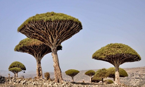 Theo Tech Insider, đảo Socotra ở ngoài khơi Yemen là ngôi nhà của rừng cây Máu rồng (Dragon’s Blood) kỳ lạ. Trong thực tế, 1/3 hệ thực vật trên đảo không thể tìm thấy ở bất kỳ nơi nào khác. Ảnh: Wikipedia.