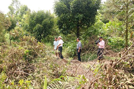 Một số vườn sầu riêng ở huyện Mang Thít vẫn còn chịu ảnh hưởng sau đợt xâm nhập mặn.
