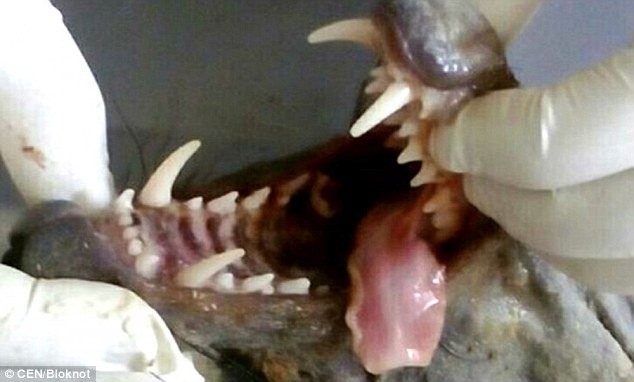 Các bác sĩ thú y cho biết con vật này giống như cáo châu Phi, nhưng răng, cổ, tai và móng chân của nó quá dài.