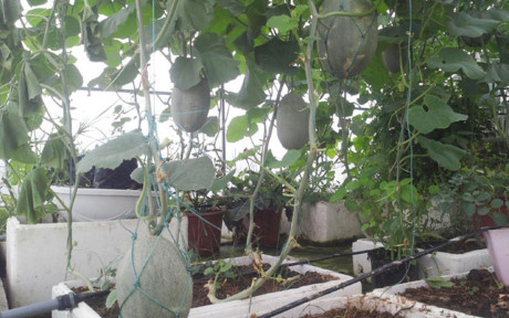 Chủ nhân vườn dưa bắt đầu trồng dưa trên sân thượng từ năm 2012. Vườn trồng đủ các giống dưa khác nhau như: dưa hấu, dưa kim cô nương, dưa lưới, dưa lê, dưa chuột...