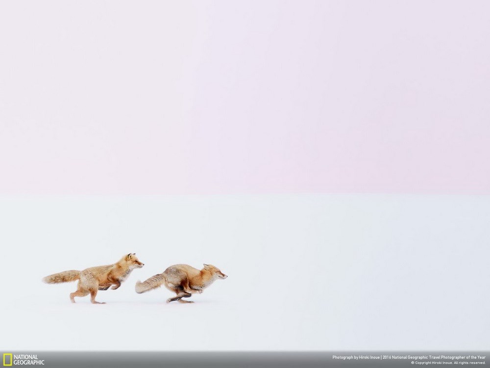  Ở chủ đề thiên nhiên, giải nhất thuộc về Hiroki Inoue với bức ảnh hai con cáo đuổi theo nhau trên tuyết ở Biei, Hokkaido, Nhật Bản.
