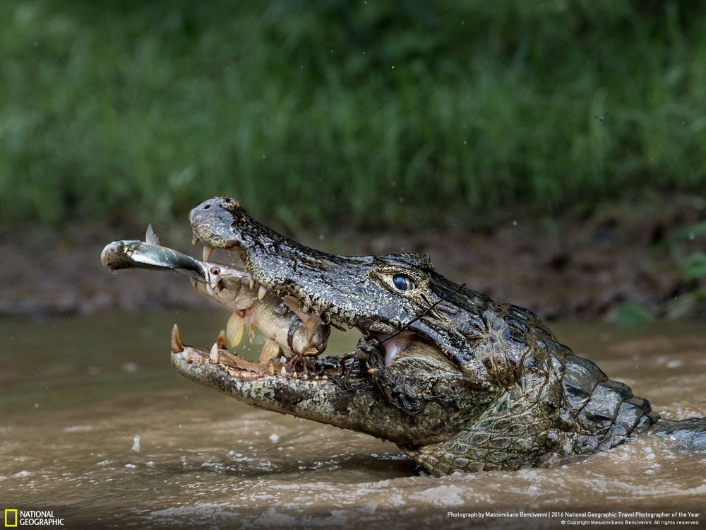 Ở chủ đề thiên nhiên, giải nhì thuộc về Massimiliano Bencivenni với bức ảnh miêu tả cảnh săn mồi của con cá sấu ở dòng sông Pantanal, Rio Negrinho, Brazil. Con cá sấu nghiễm nhiên hưởng lợi khi con cá lớn đang nuốt con cá bé.