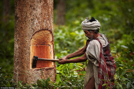 Đó là những người Raute thuộc vùng Surkhet ở miền Đông Nepal. Họ có khoảng 150 người duy trì lối sống săn bắt, hái lượm. Họ đặc biệt có kỹ năng bẫy khỉ để làm thức ăn.