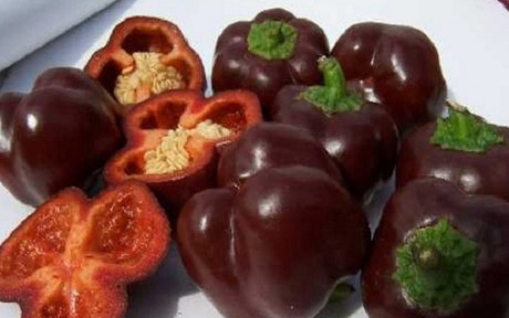 Những trái ớt có màu chocolate khiến các bà nội trợ phát sốt. Loại ớt này rất phù hợp cho món salad và được đánh giá cao bởi những thực khách sành ăn