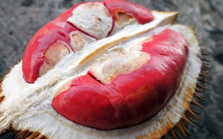 Sầu riêng ruột đỏ từ Malaysia đã “bay” về Việt Nam. Loại sầu riêng này có vị ngọt ngọt, chua chua, và có mùi hương rất khác so với sầu riêng thông thường ở miền Tây
