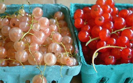 Loại nho đỏ currant (gọi là nho chuỗi ngọc) được trồng ở các nước châu Âu đang được giới nhà giàu Việt lùng mua về ăn