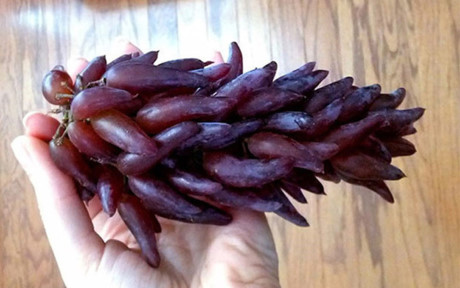 Nho phù thủy (Wtich Finger Grape), hay còn được gọi là nho ngón tay, khiến các bàn nội Việt trợ sửng sốt và săn lùng về dùng thử dù giá khá đắt