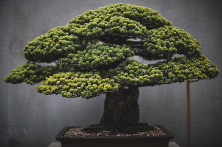 Stephen Voss chụp ảnh những cây bonsai này như một hình thức thư giãn. Khác với những loại cây thông thường, với bonsai, anh có thể chiêm ngưỡng trọn vẹn hình dáng tuyệt đẹp của nó. Trong hình là cây Thông Trắng ở Nhật Bản từ năm 1652.