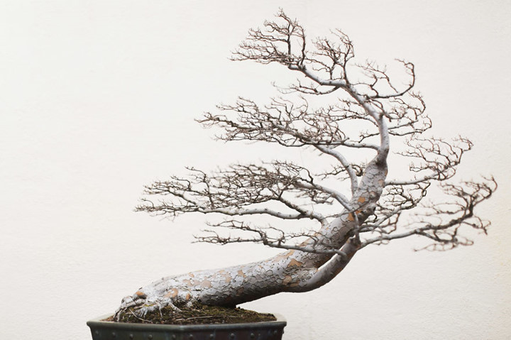 Một cây Du với tạo hình tuyệt đẹp ở Trung Quốc.