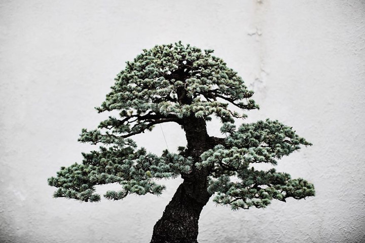 Cây Tuyết Tùng xanh từ năm 1948.