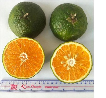 Mô hình trồng giống cam sành không hạt LĐ 6 tại huyện Chợ Gạo- Tiền Giang.
