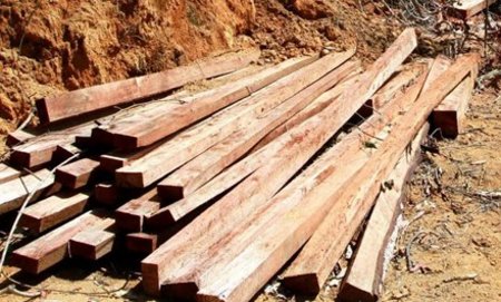 Rừng phòng hộ khu vực lòng hồ Nhà máy thủy điện Đồng Nai 5 đã bị xâm hại suốt 2 năm nay với số lượng gỗ cực lớn.