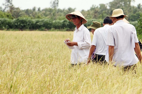 Việc phát triển các giống lúa chịu hạn, mặn giúp cho nông dân ĐBSCL sống chung với hạn- mặn được tốt hơn. Trong ảnh: Kiểm kê diện tích lúa thiệt hại do hạn, mặn tại xã Thới Hòa (Trà Ôn)