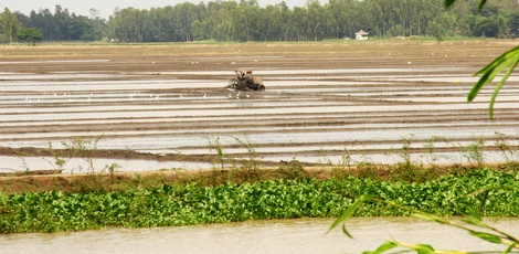 Nhiều nhà khoa học cho rằng sản xuất lúa ở ĐBSCL hiện đang rất lãng phí tài nguyên nước.