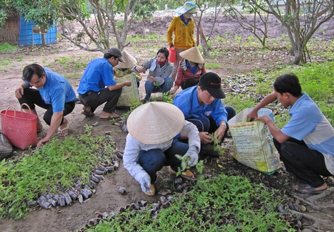Đoàn viên thanh niên chuẩn bị cây giống trồng hoa trên ruộng sinh thái.