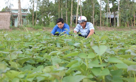 Nông dân Đặng Hoàng Minh và cộng tác viên nông nghiệp Nguyễn Phúc Duy bên đồng khoai lang tím Nhật đã trồng hơn 1 tháng ở ấp Tân Trung (Tân Bình).
