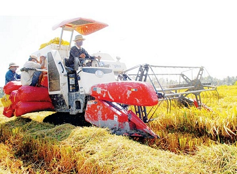 Thu hoạch lúa tại Long An. Ảnh: Kim Ngân