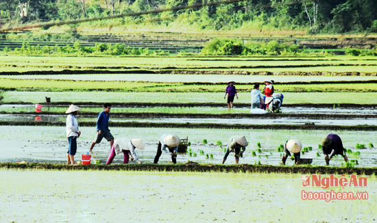 Nhờ có mưa, nên bà con xã Tiền Phong có nước cấy dồi dào.