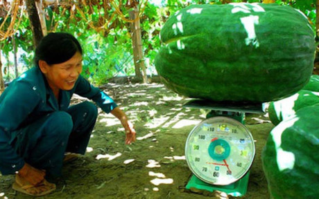 Giống bí đạo lạ ở Việt Nam nặng tới vài chục kg