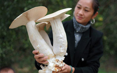 Cây nấm khủng có thân to hơn cả bắp tay
