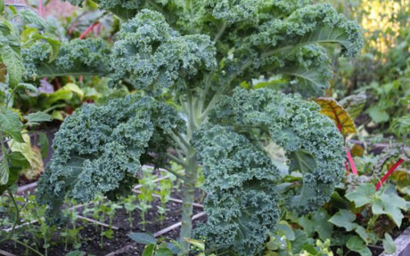  Cây cải siêu lạ Kale thân cao đến 1,5m, cành lá xoăn tít, cho thu hoạch lá liên tục trong vòng nửa năm