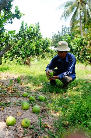 Vườn bưởi da xanh của chú Nguyễn Văn Chà (xã Thanh Bình, Vũng Liêm) trái rụng đầy gốc do ảnh hưởng mặn xâm nhập.