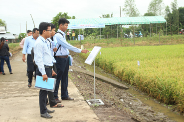  Viện Lúa Đồng bằng sông Cửu Long đánh giá giống lúa vụ hè thu 2016