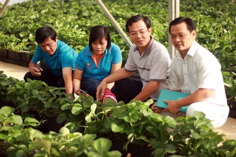 Đoàn doanh nghiệp tỉnh Vĩnh Long tham quan mô hình sản xuất nông nghiệp ứng dụng công nghệ cao của Israel tại tỉnh Lâm Đồng.
